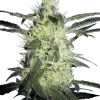 Silver Haze strain, showcasing tall buds covered in silvery trichomes and bright orange pistils.