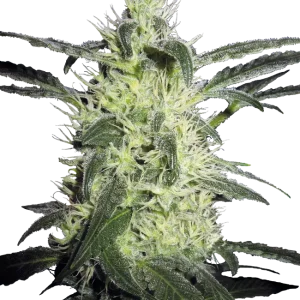 Silver Haze strain, showcasing tall buds covered in silvery trichomes and bright orange pistils.