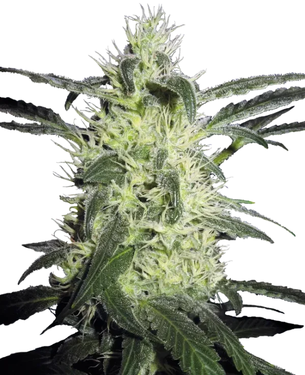 Silver Haze strain, showcasing tall buds covered in silvery trichomes and bright orange pistils.