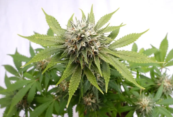 Silver Widow strain, a resin-covered beauty with a prominent display of orange hairs over a frosty bud.