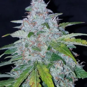 Six Shooter Auto cannabis plant with large, frosty buds and strong, healthy green leaves.