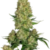 Skunk #1 Auto strain with vibrant green buds, prominent orange hairs, and frosty trichomes.