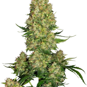 Skunk #1 Auto strain with vibrant green buds, prominent orange hairs, and frosty trichomes.