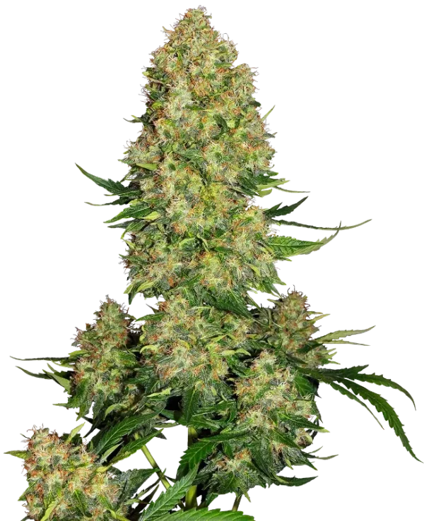 Skunk #1 Auto strain with vibrant green buds, prominent orange hairs, and frosty trichomes.