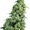 Skunk #1 strain, displaying large, frosty buds with a blend of light green tones and orange hairs.