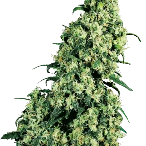 Skunk #1 strain, displaying large, frosty buds with a blend of light green tones and orange hairs.