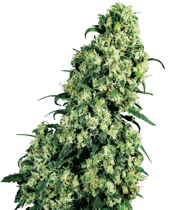 Skunk #1 strain, displaying large, frosty buds with a blend of light green tones and orange hairs.