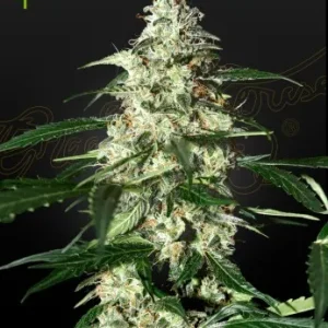 Skunk Auto Strain with dense, frosty flowers, a classic appearance for a reliable skunky aroma.