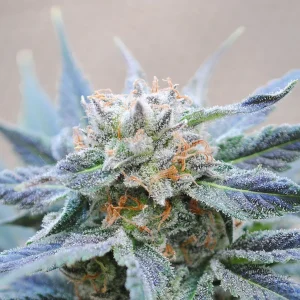 Skunk+ strain with lush, bright green buds and a heavy coating of crystal trichomes