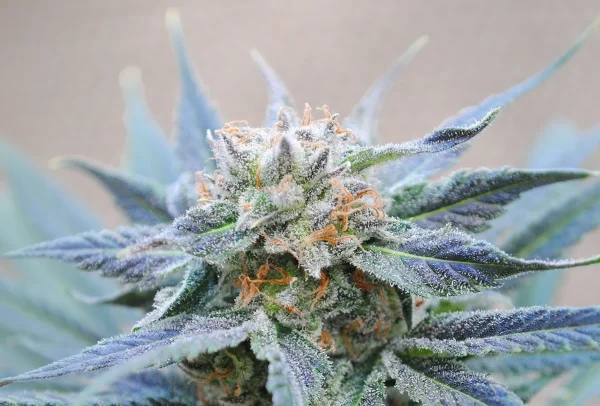 Skunk+ strain with lush, bright green buds and a heavy coating of crystal trichomes