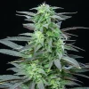 Close-up of Skunk XL Strain's mature cola, displaying rich colors and frosty trichomes.