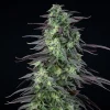 Tall Skunk XL Strain plant in full bloom, featuring elongated, resinous flowers.