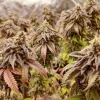 Cluster of Skywalker Haze plants with thick, frosty buds and reddish leaves in an indoor grow setup
