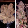 Skywalker Haze buds in a container and a full plant with vibrant purple leaves and dense buds
