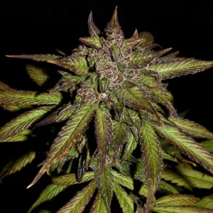 Tall Smoothie Auto plant with dense buds and broad leaves covered in a layer of trichomes