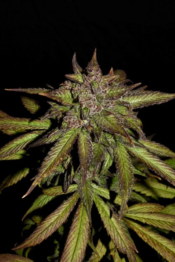 Tall Smoothie Auto plant with dense buds and broad leaves covered in a layer of trichomes