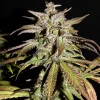 Smoothie Auto plant showcasing thick buds with a coating of resinous trichomes