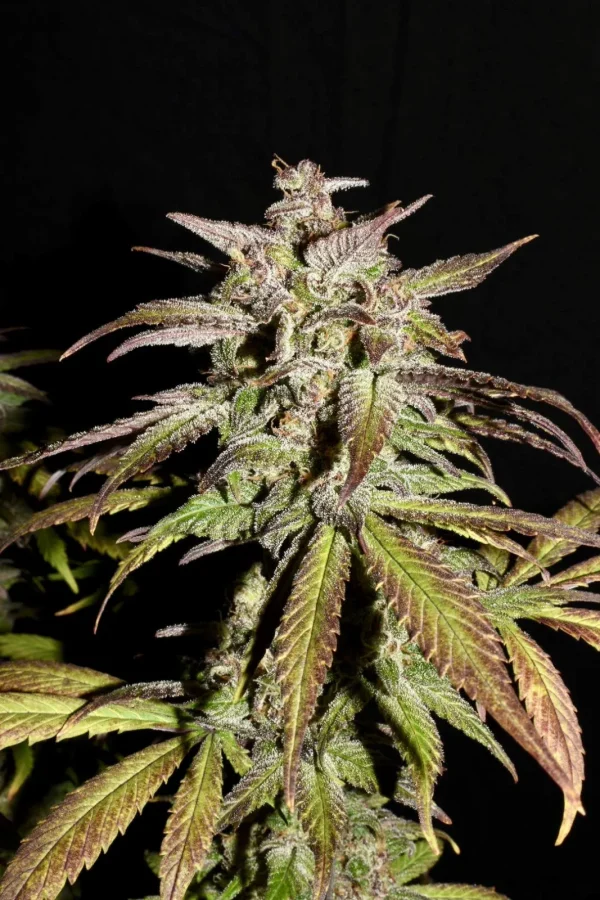 Smoothie Auto plant showcasing thick buds with a coating of resinous trichomes