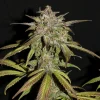 Close-up of Smoothie Auto's compact buds with frosty trichomes and dark green foliage