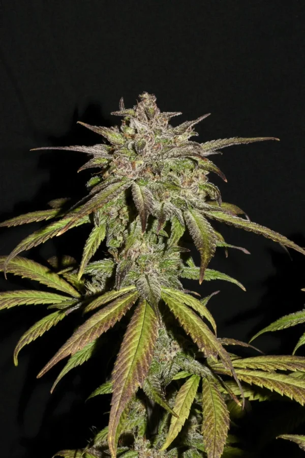 Close-up of Smoothie Auto's compact buds with frosty trichomes and dark green foliage