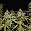 Dense Smoothie Auto buds with vibrant green leaves and frosty trichomes under low light