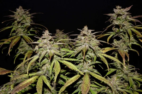 Dense Smoothie Auto buds with vibrant green leaves and frosty trichomes under low light