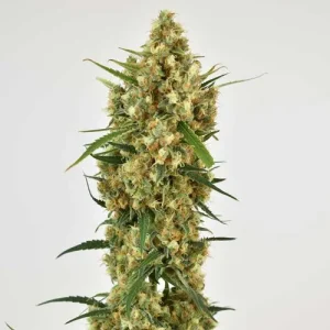 Tall Snow Bud cola with compact, resinous buds, surrounded by narrow leaves, under bright white background lighting