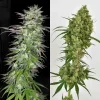 Dual-image comparison of Snow Bud buds, showing different phenotypes with dense, frosty colas and varying leaf structures