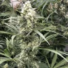 Close-up of Snow Bud bud with white and green hues, covered in trichomes and surrounded by lush, serrated leaves