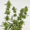 Dense Snow Bud colas with thick trichomes and green leaves, showcasing the robust growth structure under indoor lighting