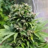 Solomatic CBD Strain with compact, resin-coated flowers and rich green foliage, perfect for CBD enthusiasts.