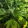 Close-up of Somango XL Strain showcasing resinous bud structure.