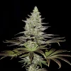 Somango XL Strain plant with large, dense colas under indoor cultivation.
