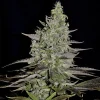 Mature Somango XL Strain plant displaying dark purple hues and full buds.