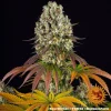 Sour Diesel cannabis strain showcasing its sticky resinous flowers and distinctive aroma.