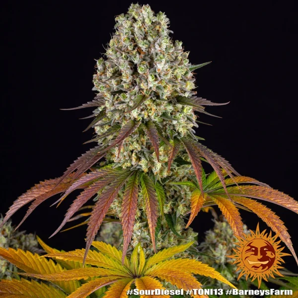 Sour Diesel cannabis strain showcasing its sticky resinous flowers and distinctive aroma.