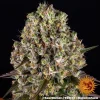 Close-up of Sour Diesel's trichome-rich buds and striking orange hairs.