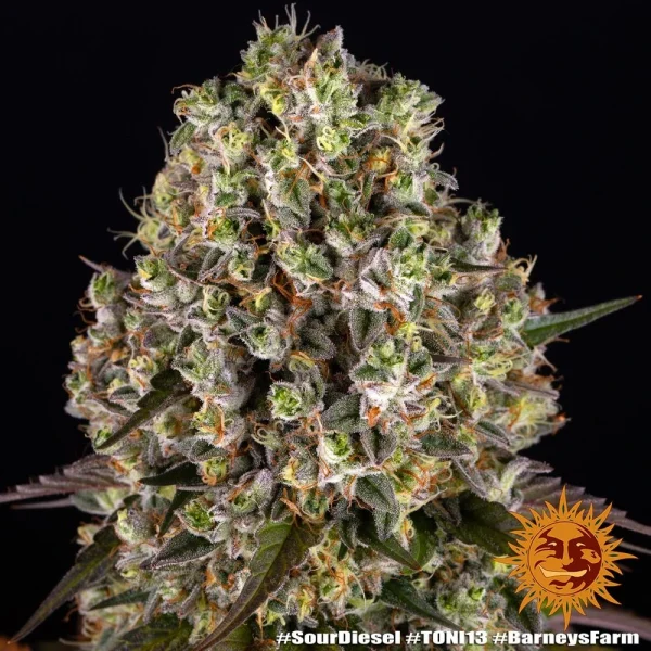 Close-up of Sour Diesel's trichome-rich buds and striking orange hairs.