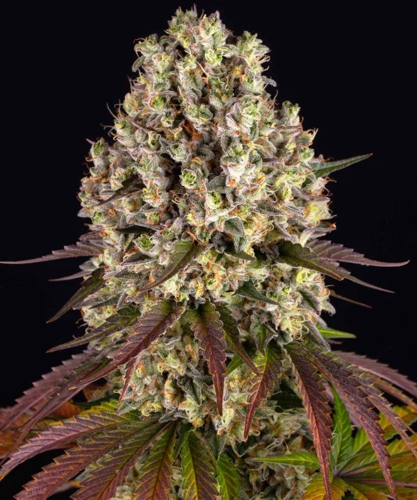Flowering Sour Diesel plant with dense, frosty buds ready for harvest.