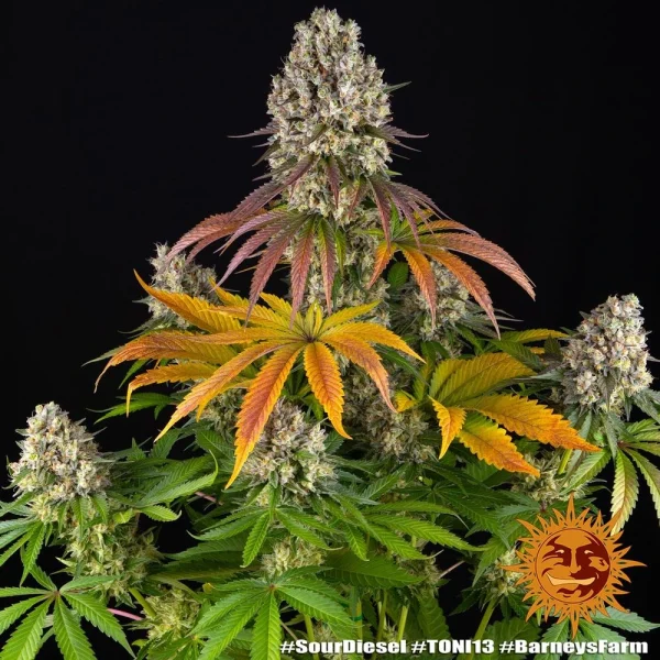Sour Diesel strain displaying its vibrant green buds and bright orange pistils.