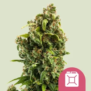 Sour Diesel Strain: A dense bud displaying vibrant green hues and fiery orange hairs under natural light.