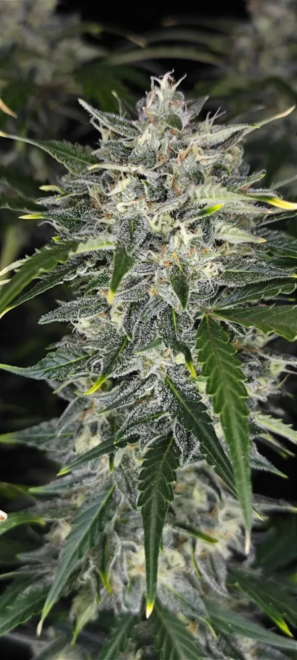 Full view of Sour Jealousy Auto plant, showcasing buds with trichomes and lush green leaves