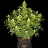 Sour Jealousy Auto plant with thick buds and rich green leaves under soft lighting