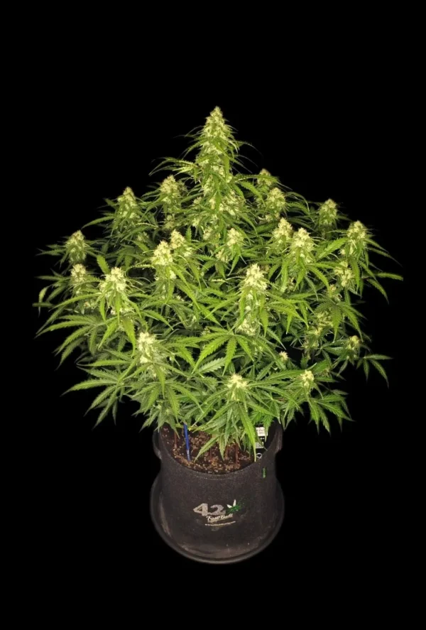 Sour Jealousy Auto plant with thick buds and rich green leaves under soft lighting