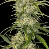 Close-up of Sour Jealousy Auto's dense buds covered in trichomes and green foliage
