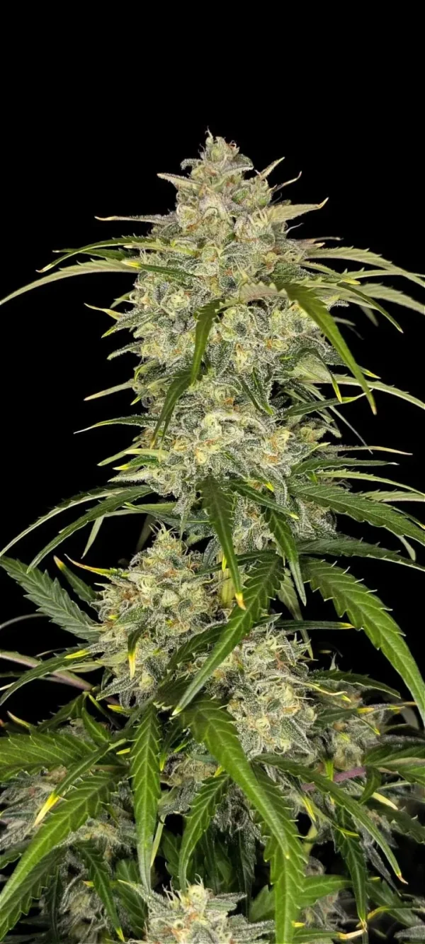Close-up of Sour Jealousy Auto's dense buds covered in trichomes and green foliage