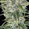 Sour Jealousy Auto buds with bright green leaves and frosty crystals in natural lighting
