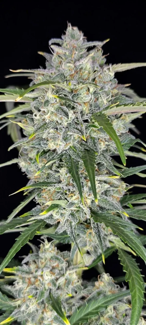 Sour Jealousy Auto buds with bright green leaves and frosty crystals in natural lighting