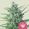 Close-up of Special Kush Strain, showcasing dense, trichome-rich buds and vivid green foliage.