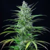 Special Kush Strain plant with tall, resin-coated colas under indoor cultivation lighting.